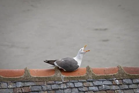 A seagull close-up on the seashore Stock Photos