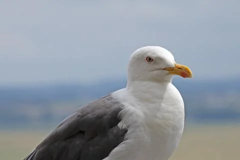 A seagull close-up on the seashore Foto stock