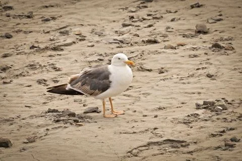 A seagull close-up on the seashore Stock Photos