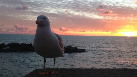 Seagull close-up sitting and looking around, sunset and seascape at background Stock Footage