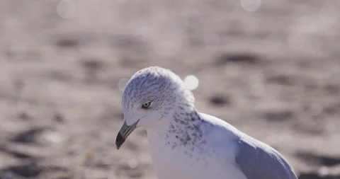Seagull Close Up Slow Motion 4k Stock Footage 222845531
