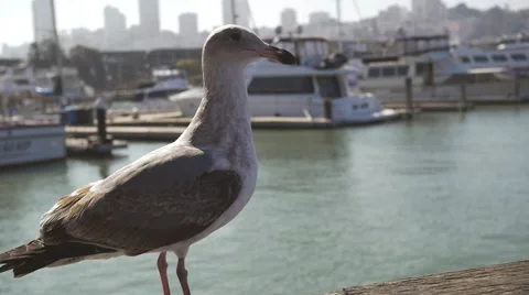 Seagull close up slow motion Video stock 47755781