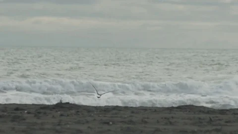 Seagull Close up in Slow motion Video stock 79064383