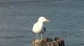 Seagull close up standing on the docks HD Footage