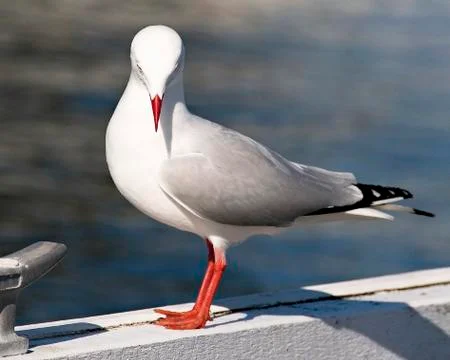 Seagull Close-up Standing on a Jetty Stock Photos