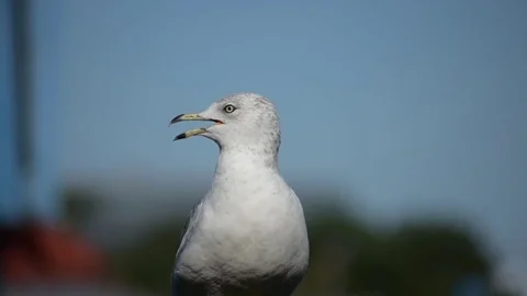 Seagull Close Up Talking Stock Footage 76760007