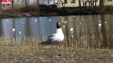 Seagull closeup 動画素材 151898784