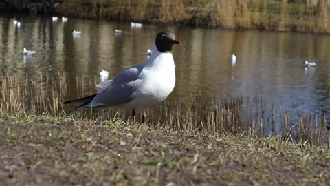 Seagull closeup in the park Stock Footage 151898780