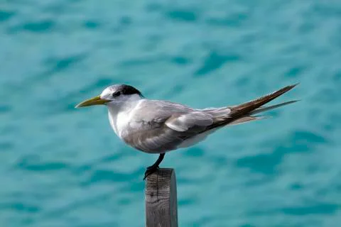 Seagull closeup Foto stock