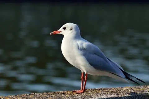 Seagull closeup Stock Photos