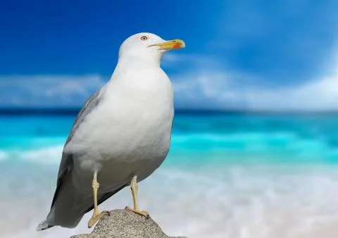 Seagull closeup Stock Photos