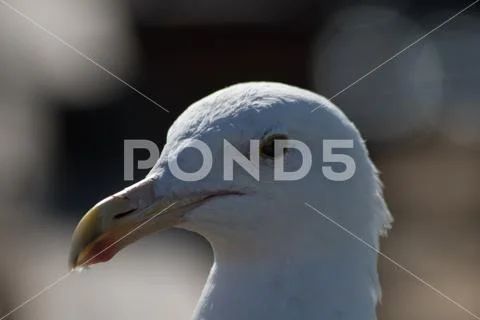 Seagull Closeup Stock Photos