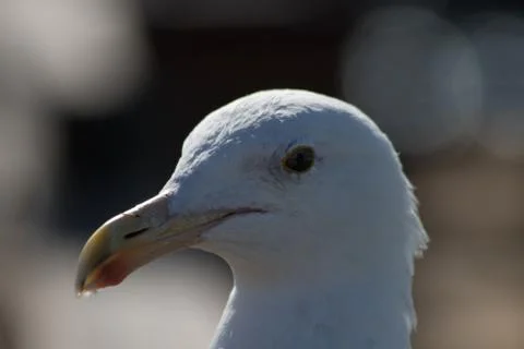 Seagull Closeup Stock-Fotos