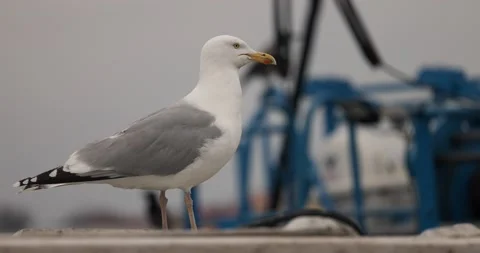 Seagull on a cloudy dull day Video stock 239999265