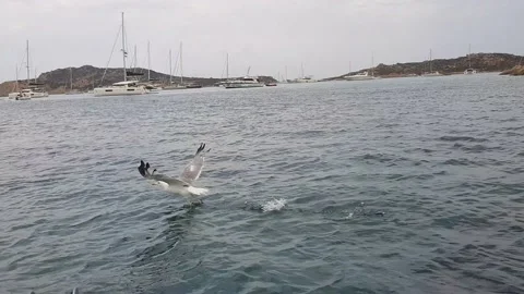 Seagull cloudy sea Stock Footage 160977426