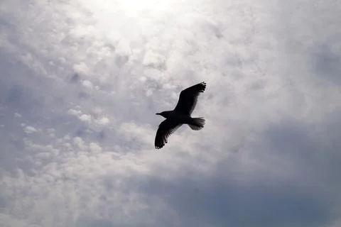 A seagull in the cloudy sky spread its wings Stock Photos