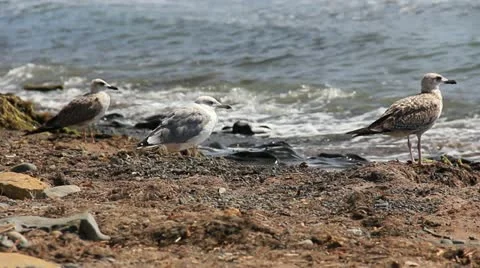 Seagull on the coast close Stock Footage 20301181