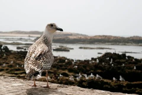 Seagull in the coast Stock Photos