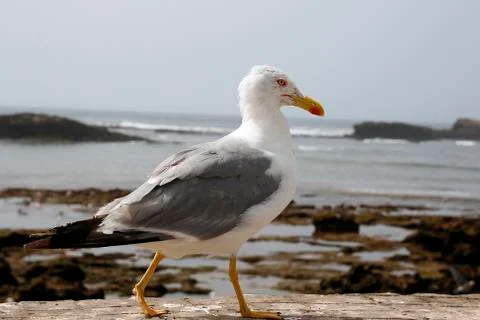 Seagull in the coast Stock Photos