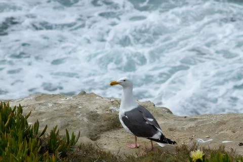 Seagull at the Coast Stock Photos