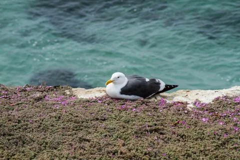 Seagull at the Coast Stock Photos