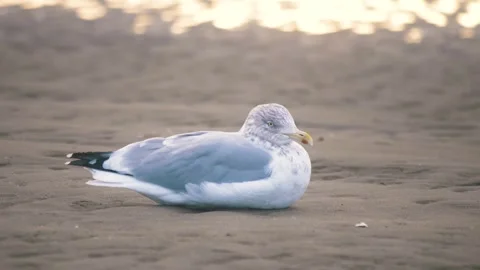 Seagull on the coastline Stock Footage 255625489