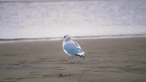 Seagull on the coastline Stock Footage 255625501
