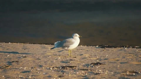 Seagull on the coastline Stock Footage 255625519