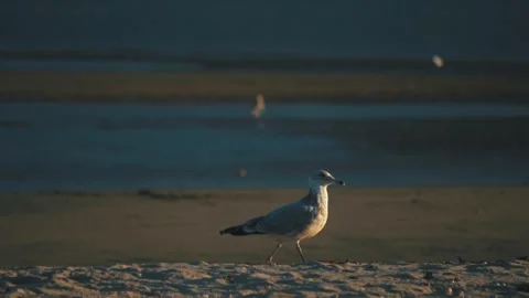Seagull on the coastline Stock Footage 255625533
