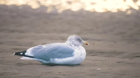 Seagull on the coastline Stock Footage 255625602