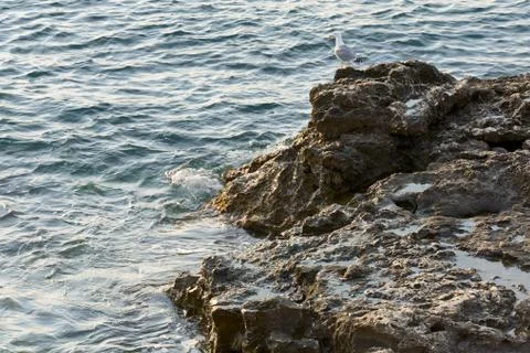 Seagull on coastline Stock Photos