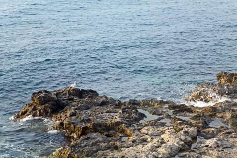 Seagull on coastline Stock Photos
