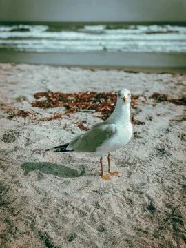 Seagull on Cocoa Beach Photos