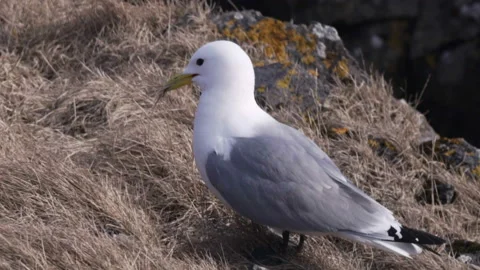 Seagull collecting material for nesting Spring breeding season. Close-up Stock Footage 119656352