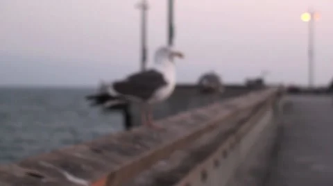 Seagull coming into focus Stock Footage 7763759