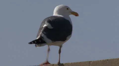 Seagull on concrete brick wall Stock Footage 988586