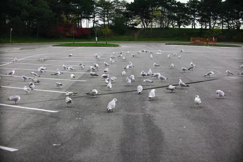Seagull Convention Stock Photos