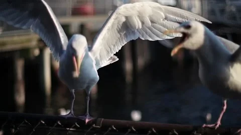 Seagull Conversations Stock Footage 42054534