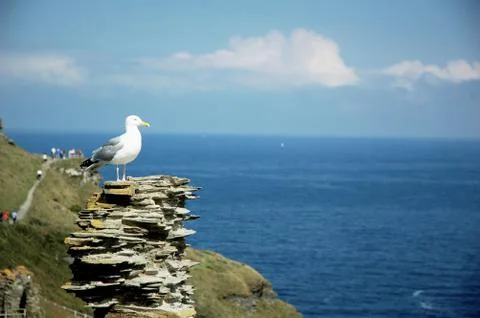 Seagull in Cornwall Stock Photos