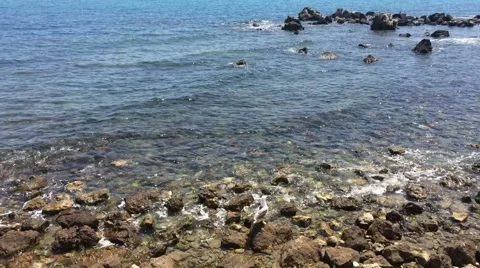 Seagull on the Cote d'Azur Vidéo 64752887