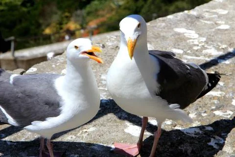 Seagull couple in love with a beautiful natural environment in the background Stock Photos