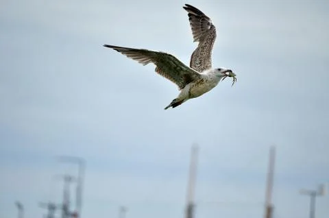 Seagull with crab Foto stock