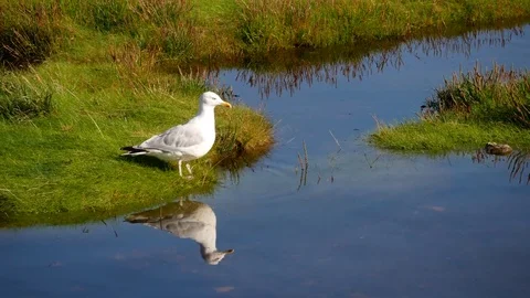 Seagull crosses water Stock Footage 79656162