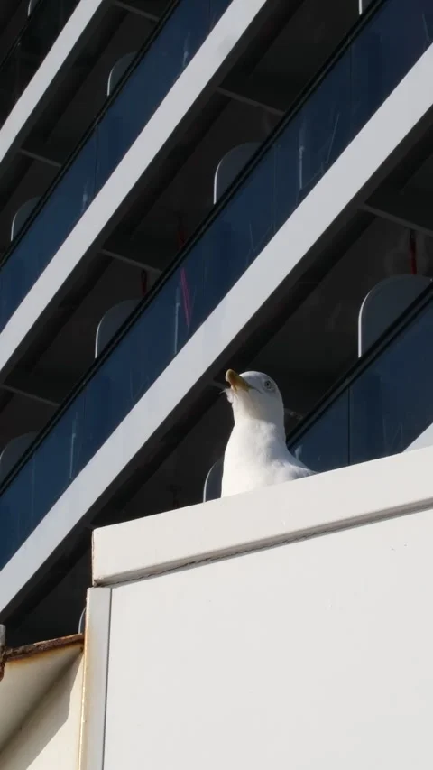 Seagull cruise ship View of big cruise ship going Stock Footage 316050706