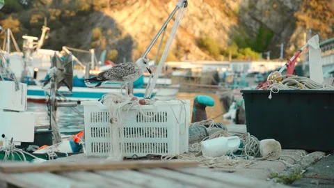Seagull cub plays with the nets between the boats in the port of Sestri, Italy Stock Footage 210225773