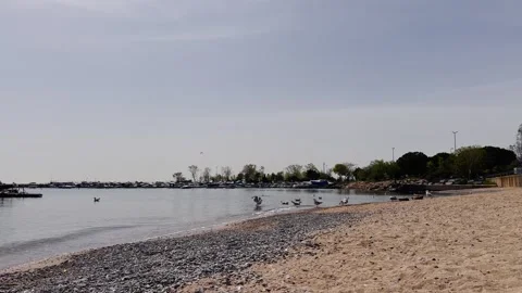 Seagull Dance on the Shore – 4K Slow Motion Coastal Scene Stock Footage 307583203