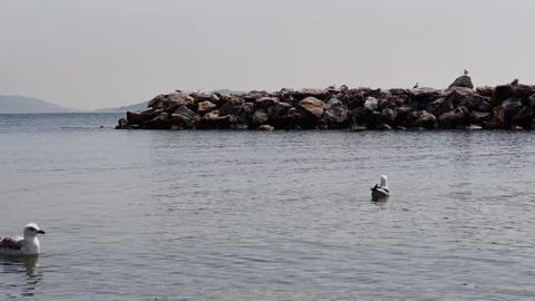 Seagull Dance on the Shore – 4K Slow Motion Coastal Scene Stock Footage 307583306