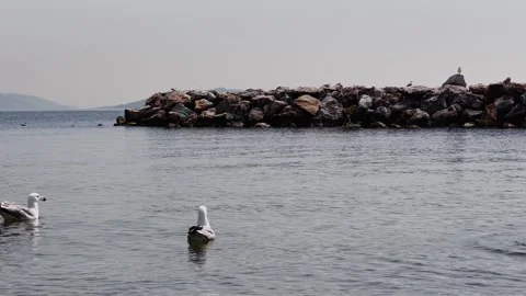 Seagull Dance on the Shore – 4K Slow Motion Coastal Scene Stock Footage 307583314