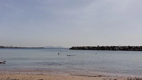 Seagull Dance on the Shore – 4K Slow Motion Coastal Scene Stock Footage 307583319