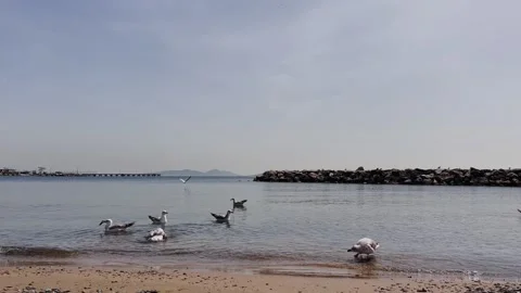 Seagull Dance on the Shore – 4K Slow Motion Coastal Scene Stock Footage 307583328